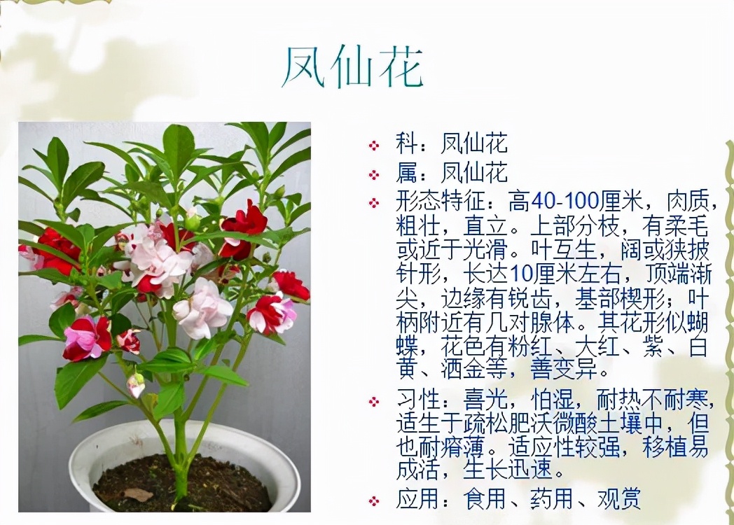 植物品種名稱大全（最常見的800種景觀觀花植物，附植物習性種植）