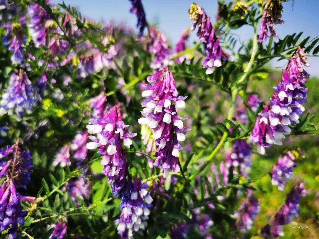 苕子花幾月產蜜（苕子花期及產蜜情況）