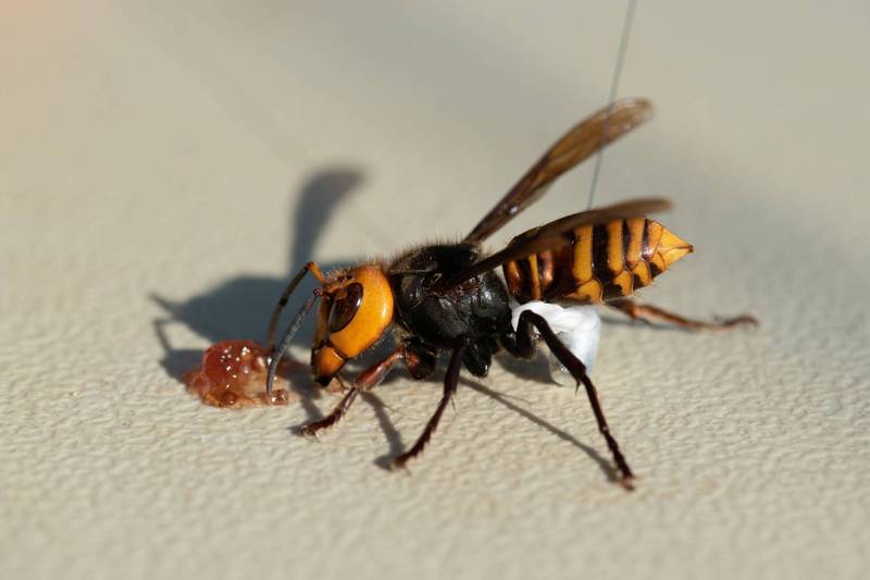 虎頭蜂最怕什么東西？(氣味、農藥、動物等)