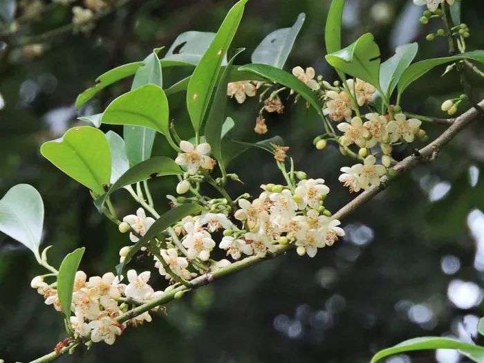 什么花流蜜最多？(盤點那些花流蜜多)