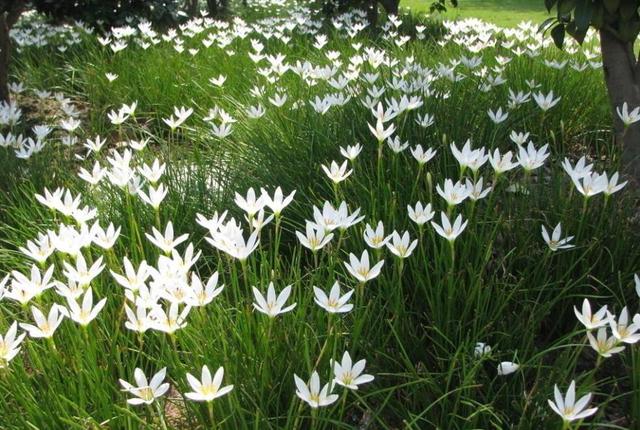 白花蔥蘭是什么品種（白花蔥蘭的生長特性）