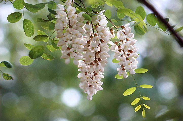 中國四大蜜源植物指的是哪四種？(附帶四種蜜源植物介紹)