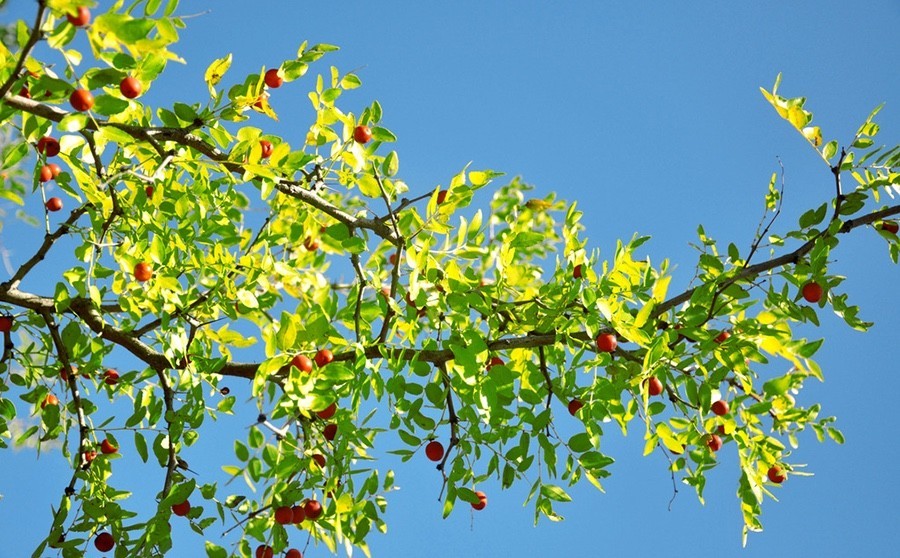 中國四大蜜源植物指的是哪四種？(附帶四種蜜源植物介紹)