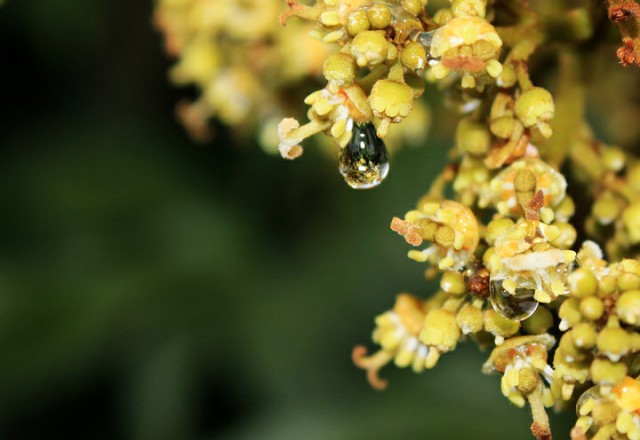 中國四大蜜源植物指的是哪四種？(附帶四種蜜源植物介紹)