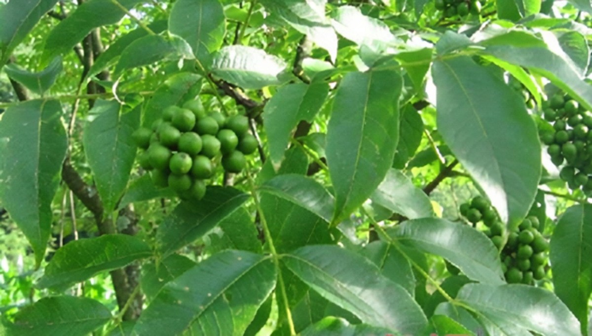 蜜源植物黃柏樹簡介（黃柏樹的流蜜情況）