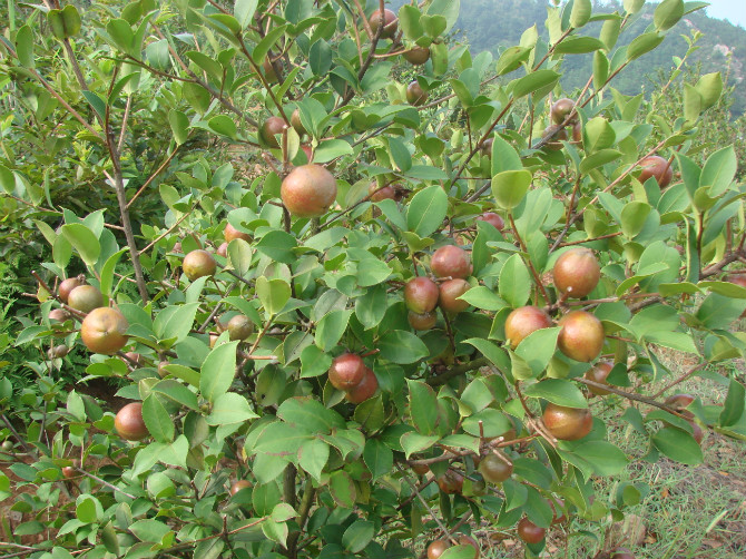 中華蜜蜂能采茶葉花的蜜嗎（中蜂采茶葉花的蜜會中毒么）