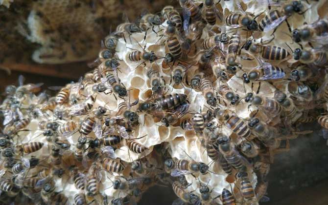 蜜蜂怎么養繁殖才快？搞好這5個“必須”，蜂群繁殖得不要太快！