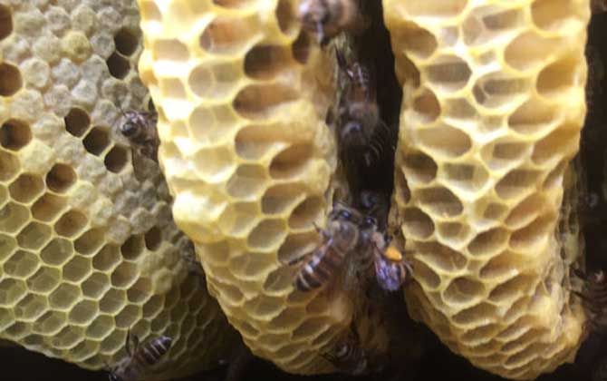 蜂巢是怎么筑成的？主要材料是蜂蠟，蜜蜂筑巢過程堪稱鬼斧神工！