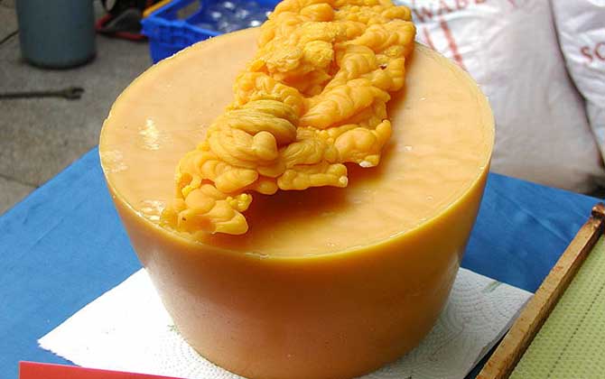 蜂蠟能吃嗎？雖然嚼不爛，也沒什么味道，但營養價值卻不可小噓！
