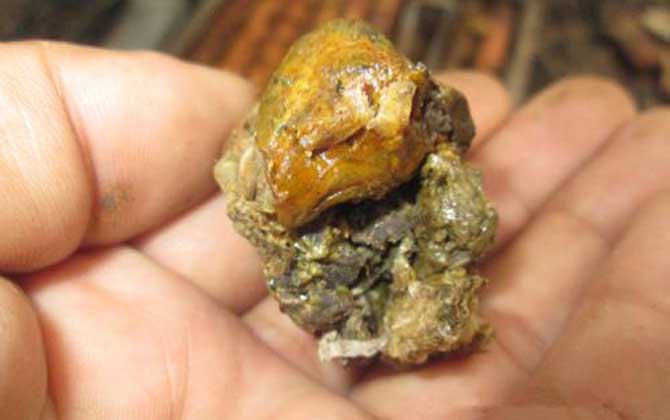 原始塊狀蜂膠的食用方法，不建議直接食用，容易重金屬中毒！