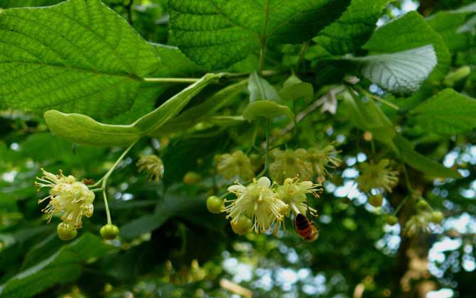 椴樹什么時(shí)候開花？