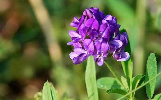 紫花苜蓿什么時(shí)候開花？