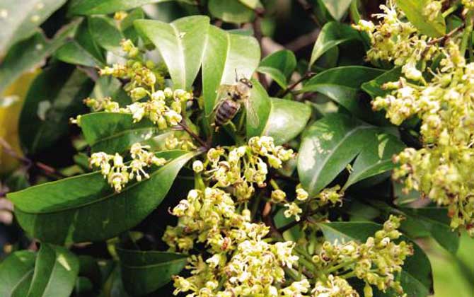 荔枝什么時(shí)候開花？