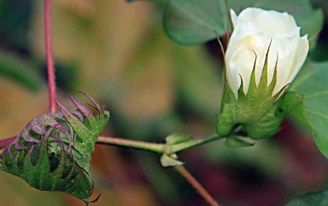 棉花什么時(shí)候開花？