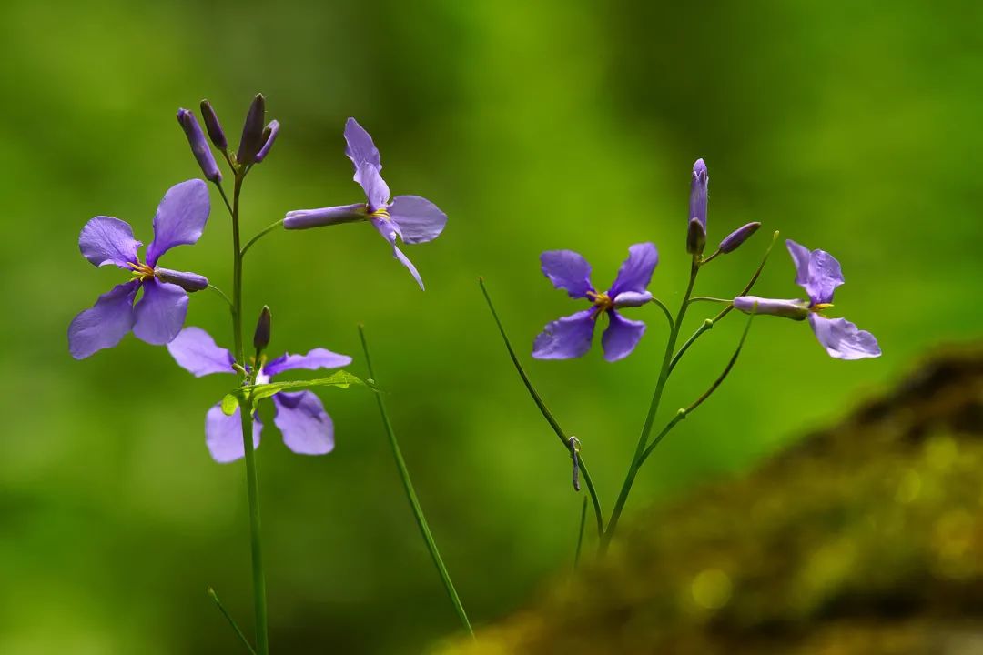 養(yǎng)蜜蜂種植什么花最好（蜜蜂喜歡的花卉大全）