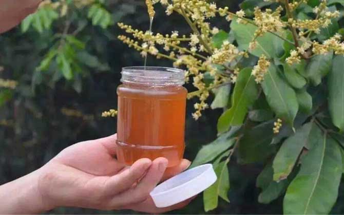 荔枝蜜花期多少天（荔枝蜜的產(chǎn)地分布）