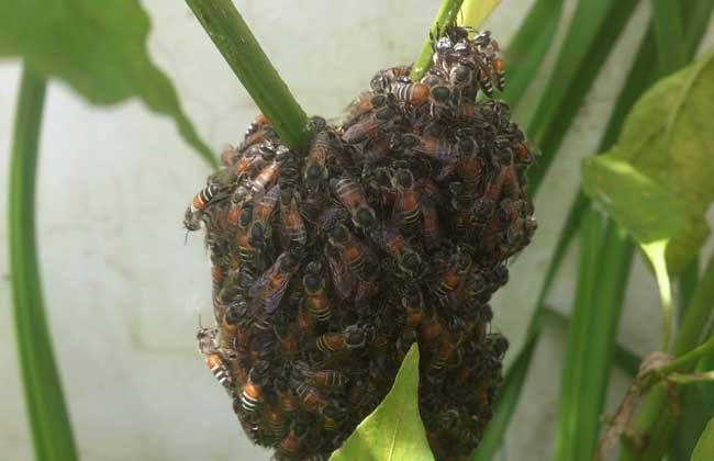 怎么知道附近有野生蜜蜂窩？