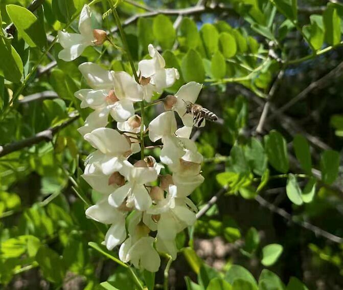 蜜蜂采花粉還是花蜜，做什么用？(帶你看怎么釀變成蜂蜜)