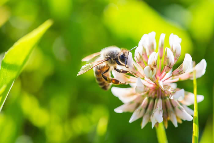 被蜜蜂蜇了有什么預兆？是好兆頭嗎？
