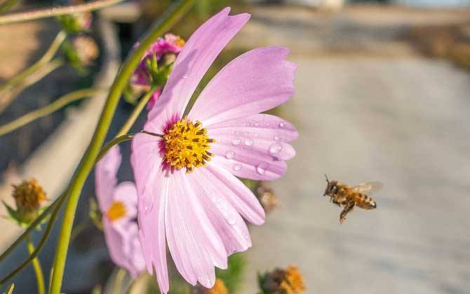 【蜜蜂知識】什么是蜂群崩壞癥候群？