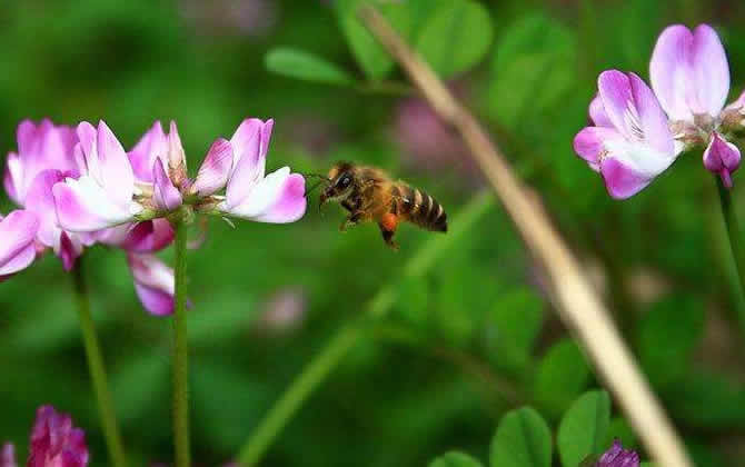 蜜蜂養(yǎng)殖如何防止分蜂？