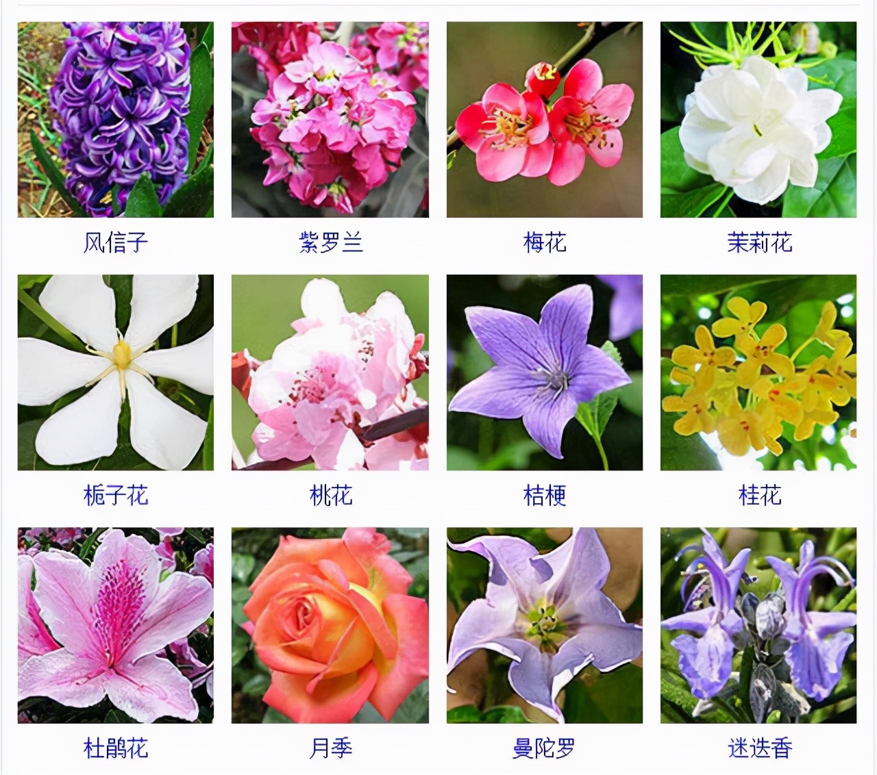 植物品種名稱大全（最常見的800種景觀觀花植物，附植物習性種植）