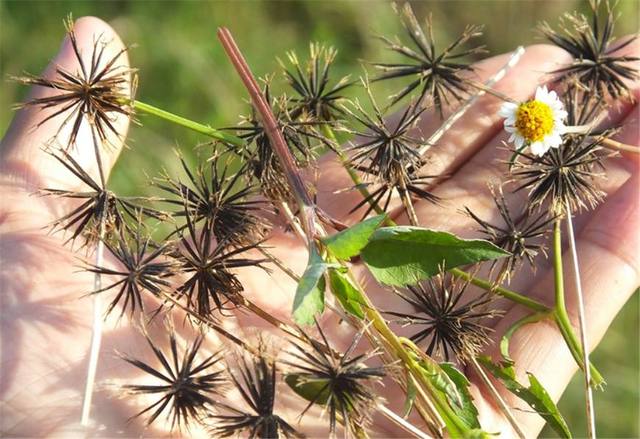 鬼針草是蜜源植物嗎？(鬼針草有果實(shí)嗎)