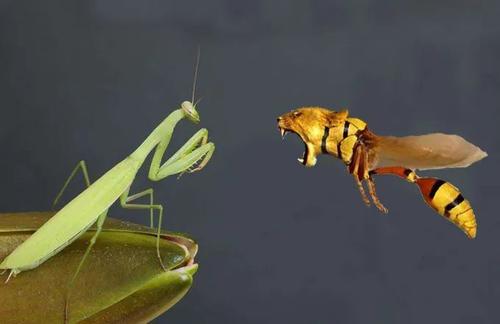 中國大虎頭蜂到底有多大（大虎頭蜂的尺寸大?。?></a> </div>
        <div   id=